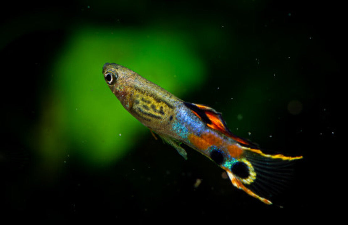 Poecilia Wingei Snakeskin Campoma M Endler Gup Snakeskin Campoma