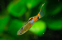 Poecilia Wingei Snakeskin Campoma M Endler Gup Snakeskin Campoma