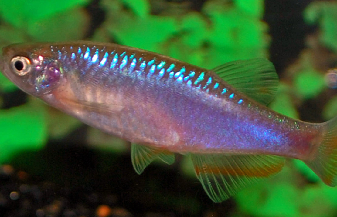 Danio Roseus M