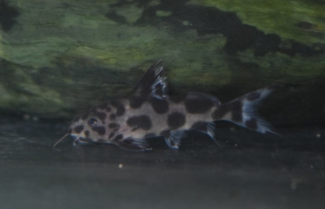 Synodontis Multipunctatus X Decorus S Baardmeerval Multipunctatus X Decorus