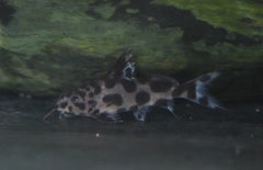 Synodontis Multipunctatus X Decorus S Baardmeerval Multipunctatus X Decorus