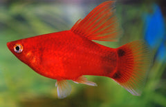 Xiph. Mac. Highfin Red Mickey M Platy Highfin Rood Mickey