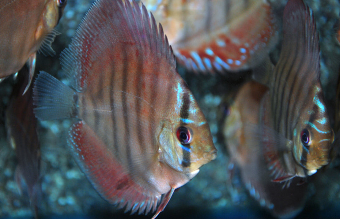 S. Aequifasciatus Santarem S-M Discus Santarem