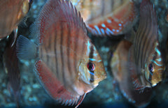 S. Aequifasciatus Santarem S-M Discus Santarem
