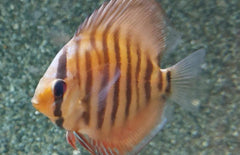 S. Aequifasciatus Santarem S-M Discus Santarem
