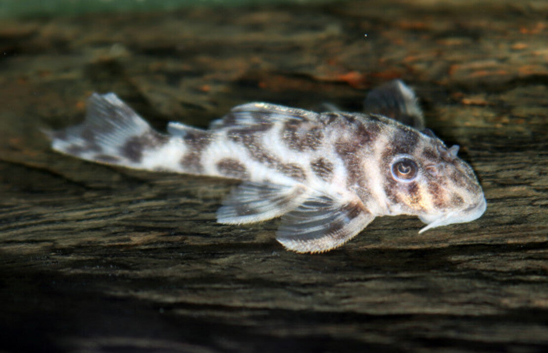 L174 Hypancistrus S L174 Panda Pleco