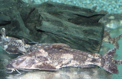 Rhinodoras Gallagheri XL Diklipmeerval Gallagheri