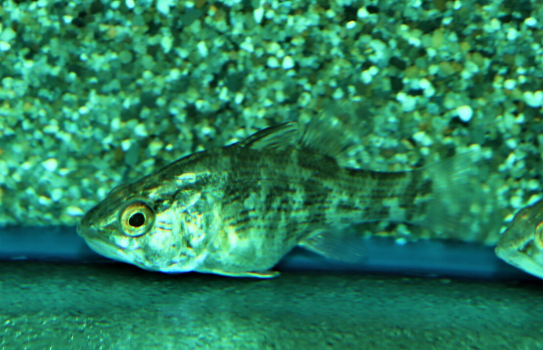 Glossamia Aprion L Kardinaalbaars
