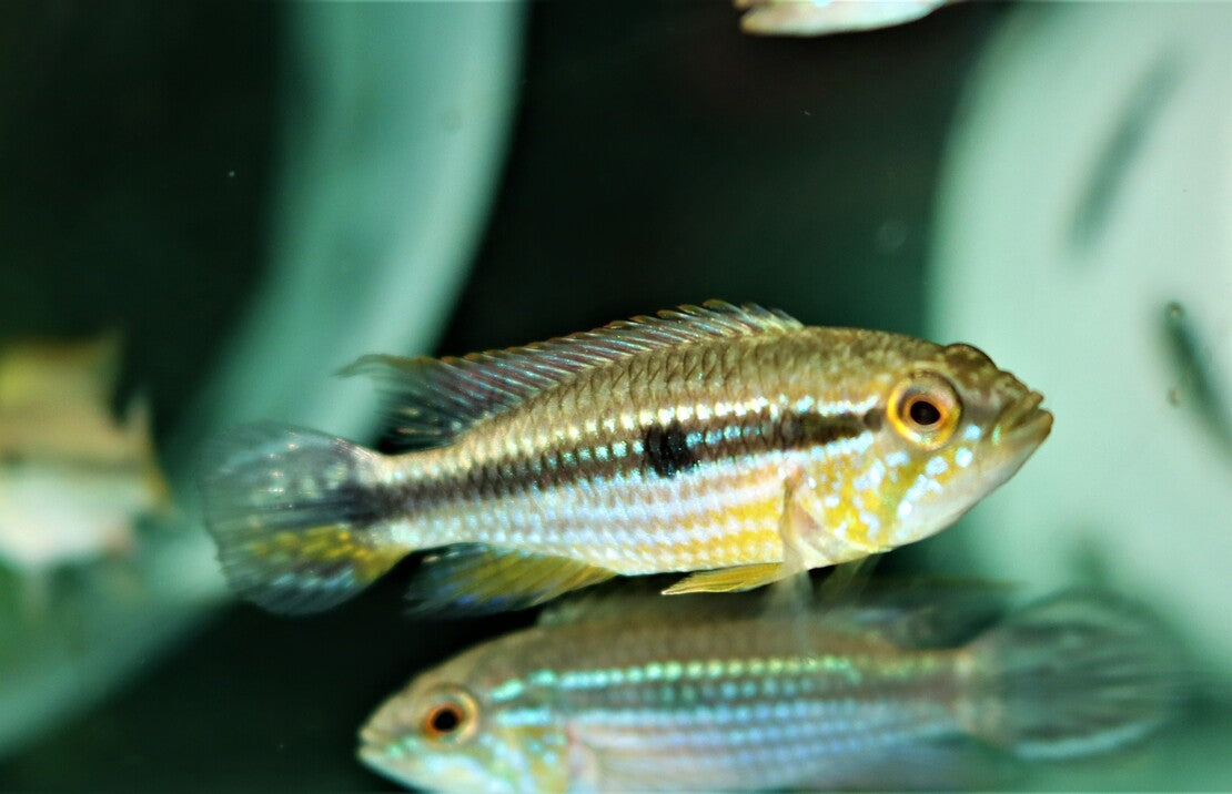 Apistogramma Agassizii Tefe M Gele Tefe Dwergcichlide