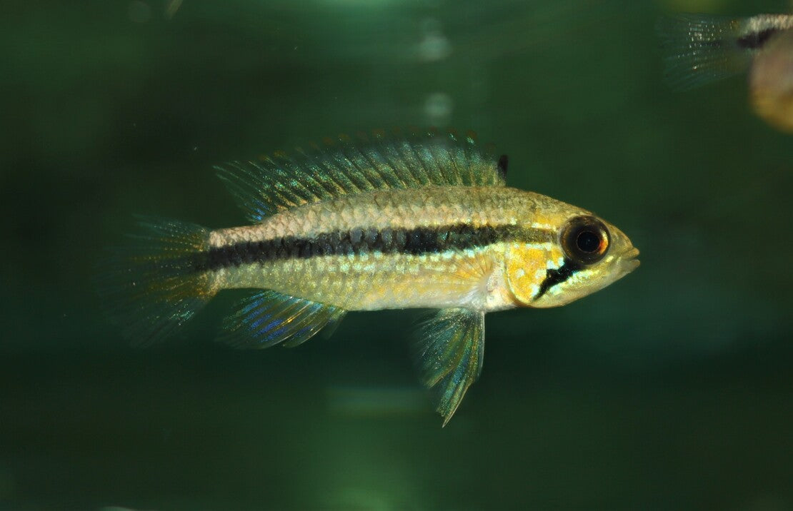 Apistogramma Agassizii Tefe M Gele Tefe Dwergcichlide