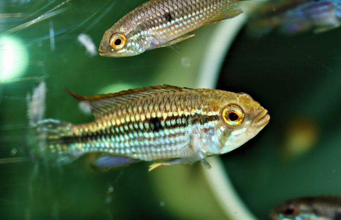 Apistogramma Agassizii Tefe M Gele Tefe Dwergcichlide