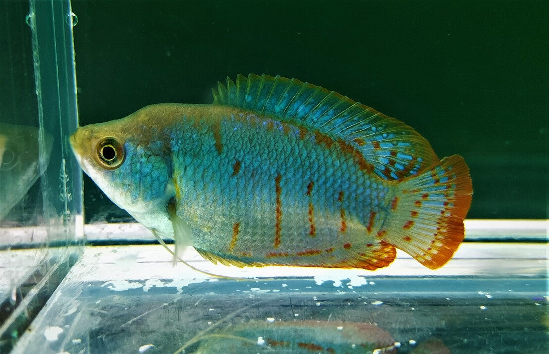 Trichogaster Lalius Coral Blue L Dwerggoerami Koraal Blauw
