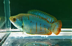 Trichogaster Lalius Coral Blue L Dwerggoerami Koraal Blauw
