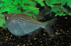 Gasteropelecus maculatus Gestippelde Bijlzalm