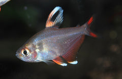 Hyphessobrycon Rosaceus M Whitefin Tetra 3 stuks actie