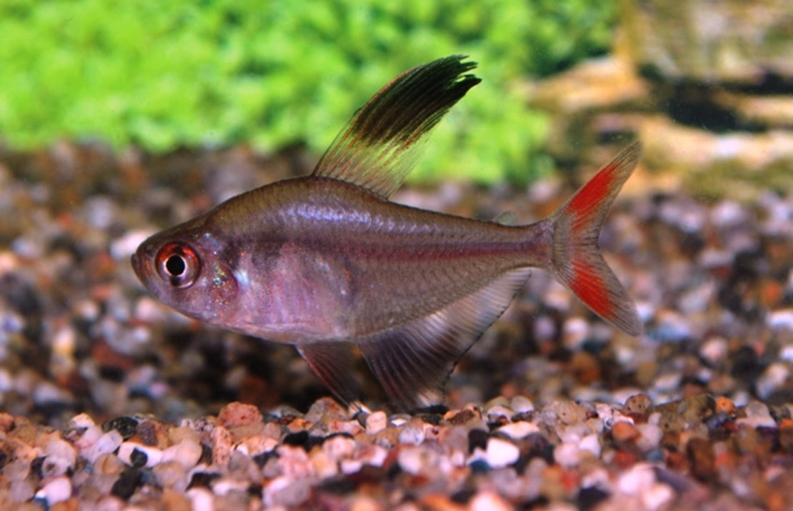 Hyphessobrycon jackrobertsi Sikkeltetra Peru