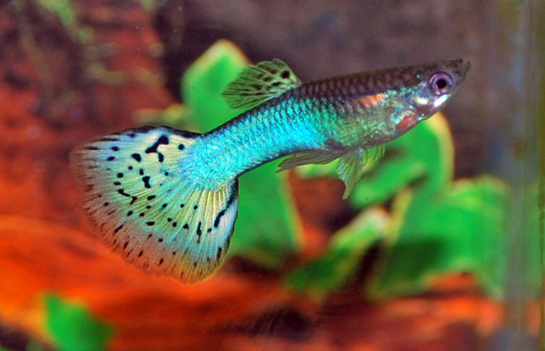 Poecilia Reticulata Blue Grass Gup Man