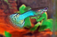 Poecilia Reticulata Blue Grass Gup Man