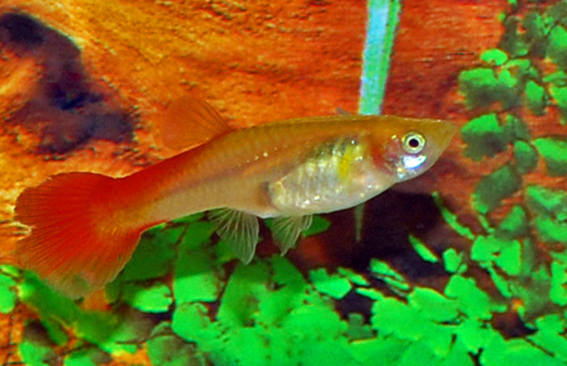 Poecilia reticulata Gup Vrouw Flamingo Rood