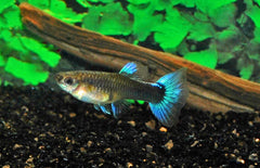 Poecilia reticulata Gup vrouw neon blauw