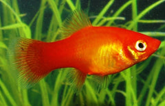 Xiphophorus maculatus platy Marigold