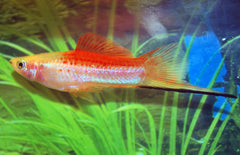Xiphophorus Helleri Zwaarddrager Pineapple
