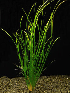 Vallisneria natans