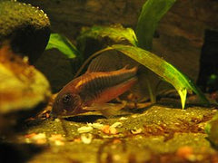 Corydoras Aeneus Hoogvin Sluier