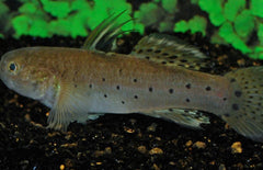 Stigmatogobius Sadanundio M Riddergrondel