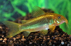 Corydoras Aeneus Peru Green Stripe L Pantsermeerval Peru Green Stripe