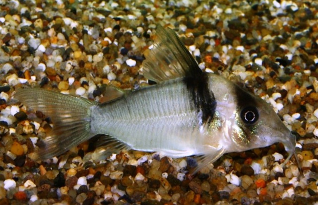 Corydoras Virginiae Pantsermeerval Miguelito