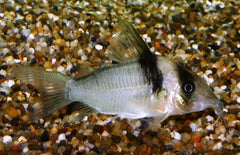 Corydoras Virginiae Pantsermeerval Miguelito