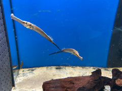 Doryichthys Boaja Naaldvis