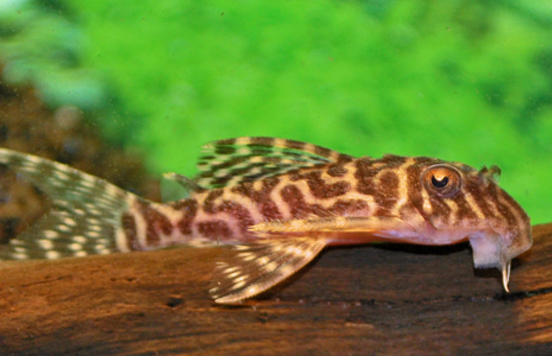 Hypancistrus sp. (L410)