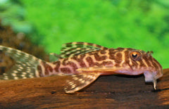 Hypancistrus sp. (L410)