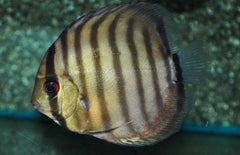 Discus Peru Rio Nanay Symphysodon Aequifasciatus