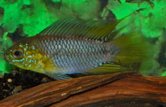 Apistogramma Borelli Dwerg Cichlide yellow head
