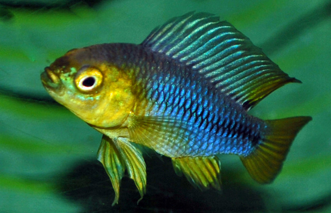 Apistogramma Borelli Dwerg Cichlide yellow head
