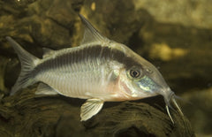 Corydoras Arcuatus M Pantsermeerval Arcuatus