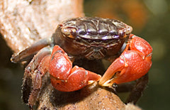 Perisesarma Bidens M Krab Rood Thailand