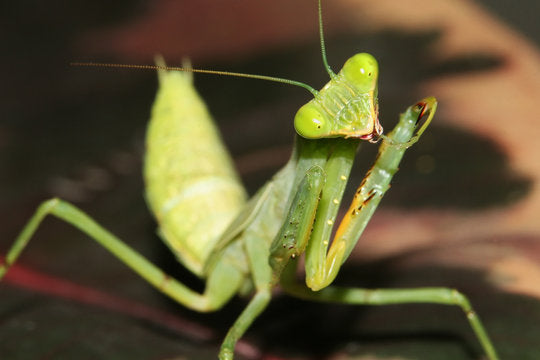 Sphodromantis lineola