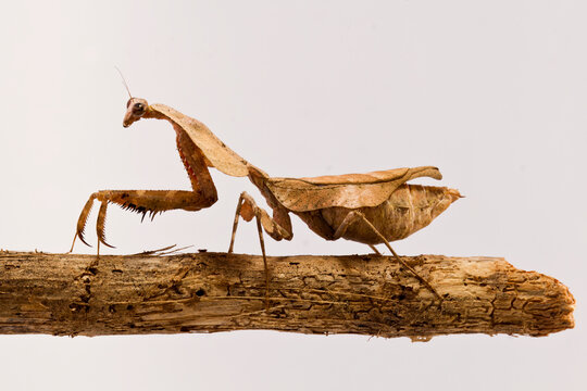 Deroplatys lobata