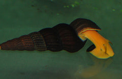 Tylomelania sp. Sulawesi Goud - Slak
