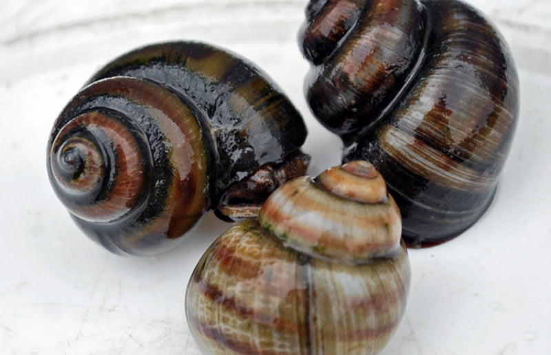 Viviparus viviparus M Stompe moerasslak
