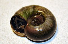 Planorbarius Corneus Posthoornslak