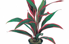 Cordyline 'red Edge'