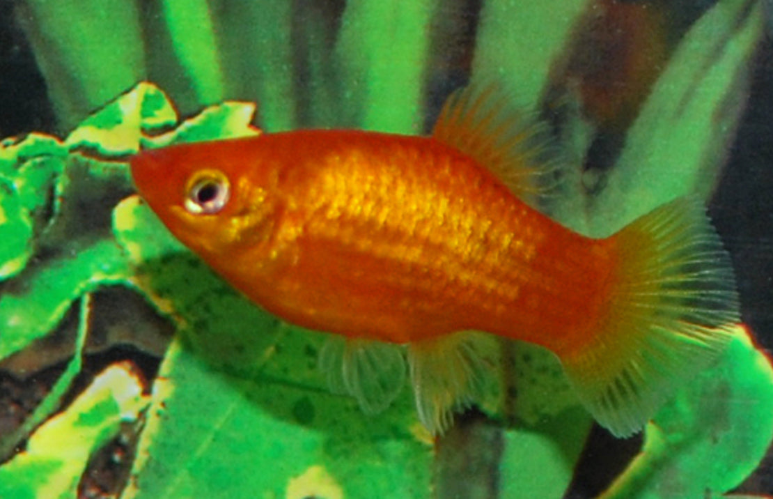 Xiphophorus maculatus Neon Rood