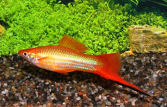 Xiphophorus Helleri Zwaarddrager Marigold