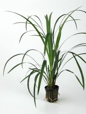 ophiopogon japonicus