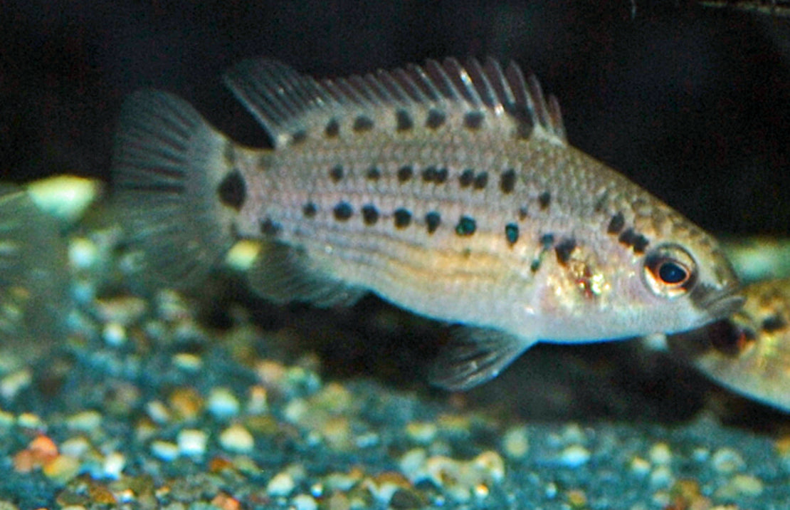 Badis Badis Assamensis M Baarsje Assamensis